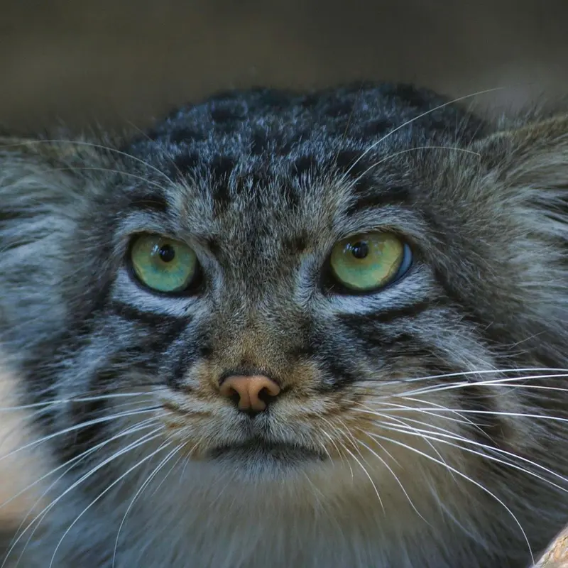 A photograph of Son of Erdene Ⅲ b.2016 in Košice Zoo