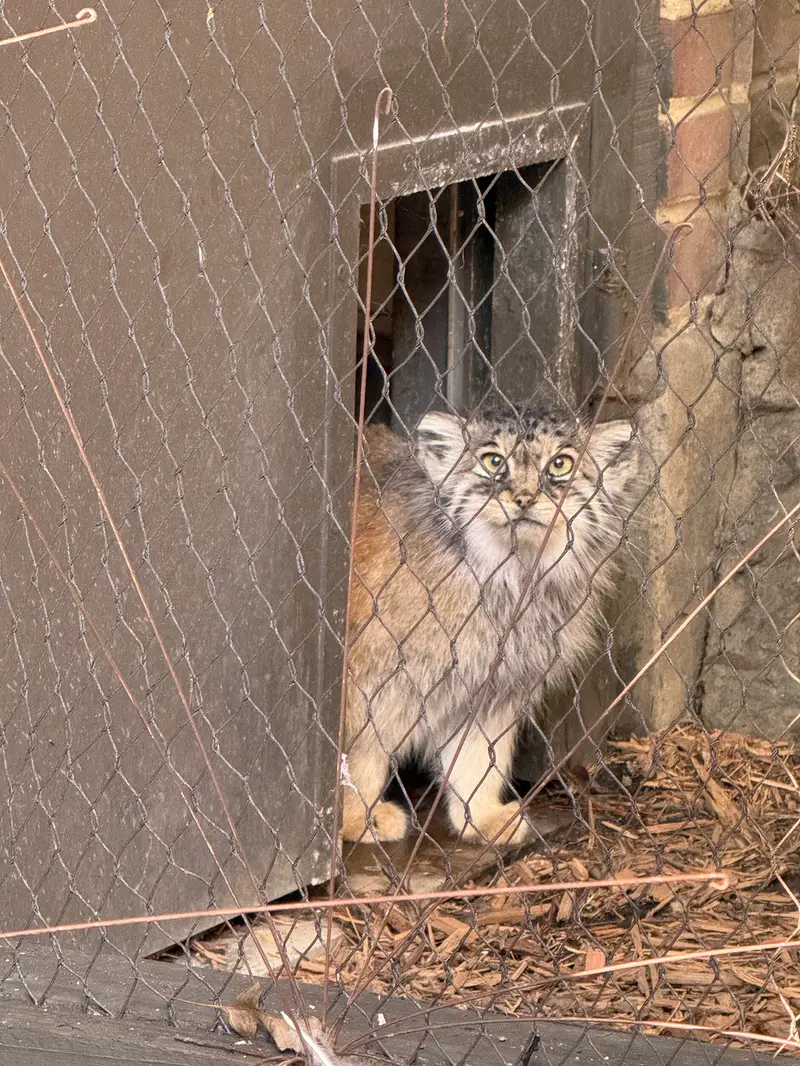 A photograph of Sarnai in Prospect Park Zoo