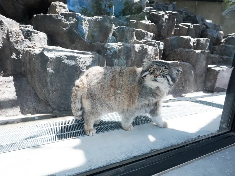 A photograph of Grusha in Asahiyama Zoo