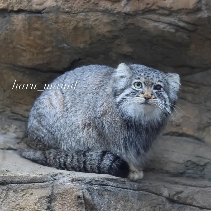 A photograph of Abrikos in Nasu Animal Kingdom