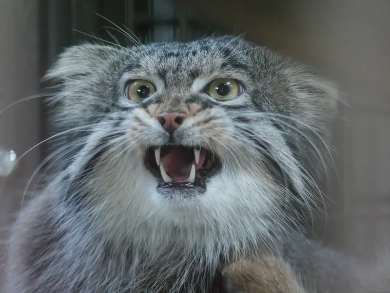 A photograph of Figa in Nogeyama Zoo