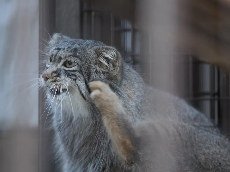 A photograph of Figa in Nogeyama Zoo