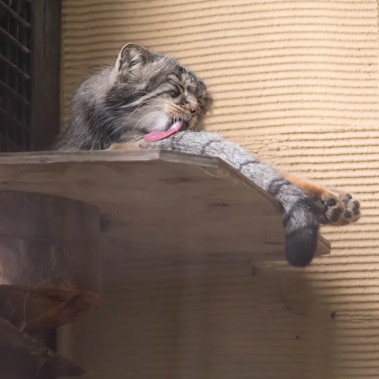 A photograph of Hide in Asahiyama Zoo