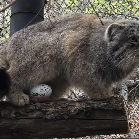 A photograph of Bo in Cheyenne Mountain Zoo