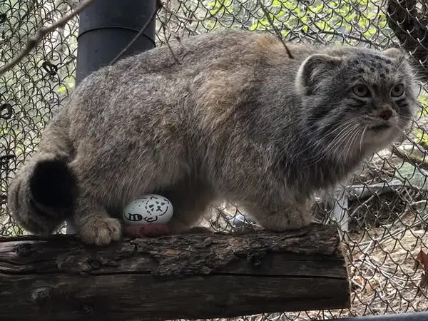 A photograph of Bo in Cheyenne Mountain Zoo