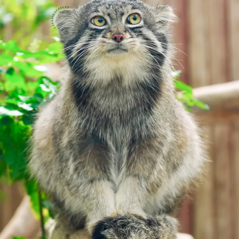 A photograph of Nar in Kobe Animal Kingdom