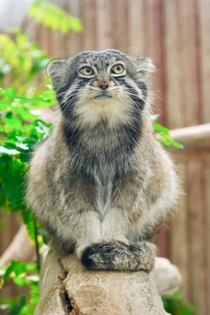 A photograph of Nar in Kobe Animal Kingdom
