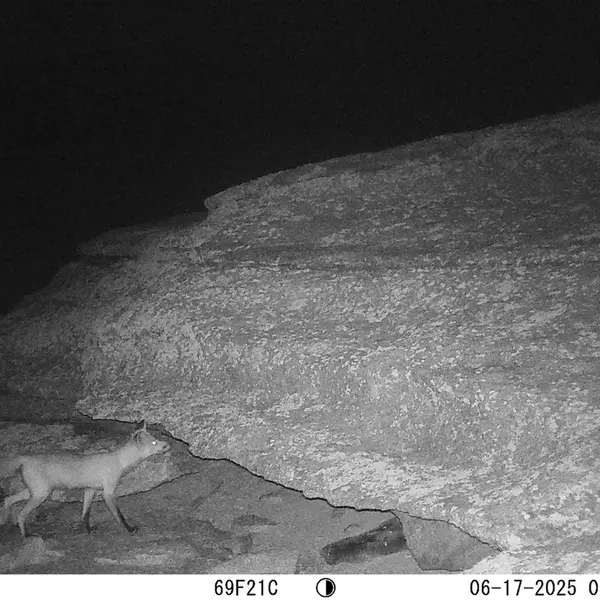 A photograph of Red fox from Bektauata 1 camera trap