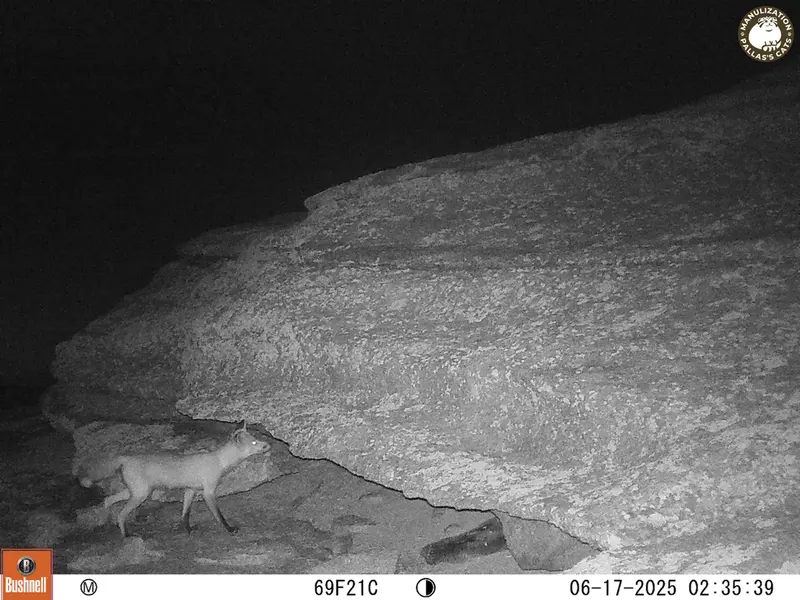 A photograph of Red fox from Bektauata 1 camera trap