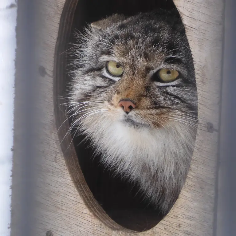 A photograph of Grey in Novosibirsk Zoo