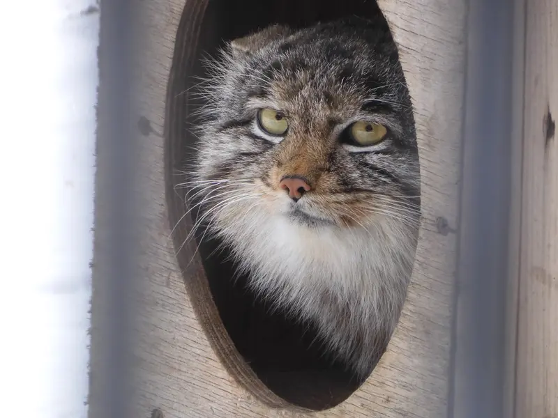 A photograph of Grey in Novosibirsk Zoo