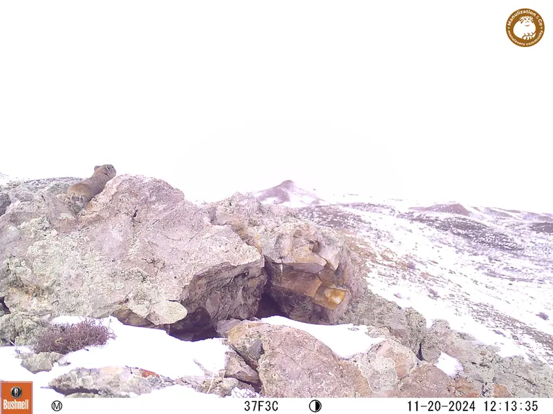 A photograph of Pika from Besshoky 1 camera trap