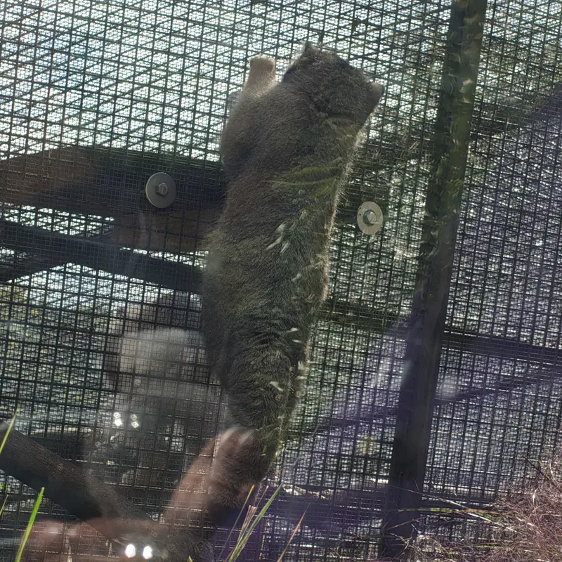 A photograph of Duchess in Edinburgh Zoo