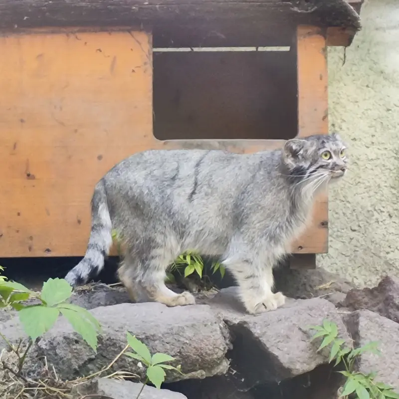 A photograph of Lucy in Budapest Zoo & Botanical Garden