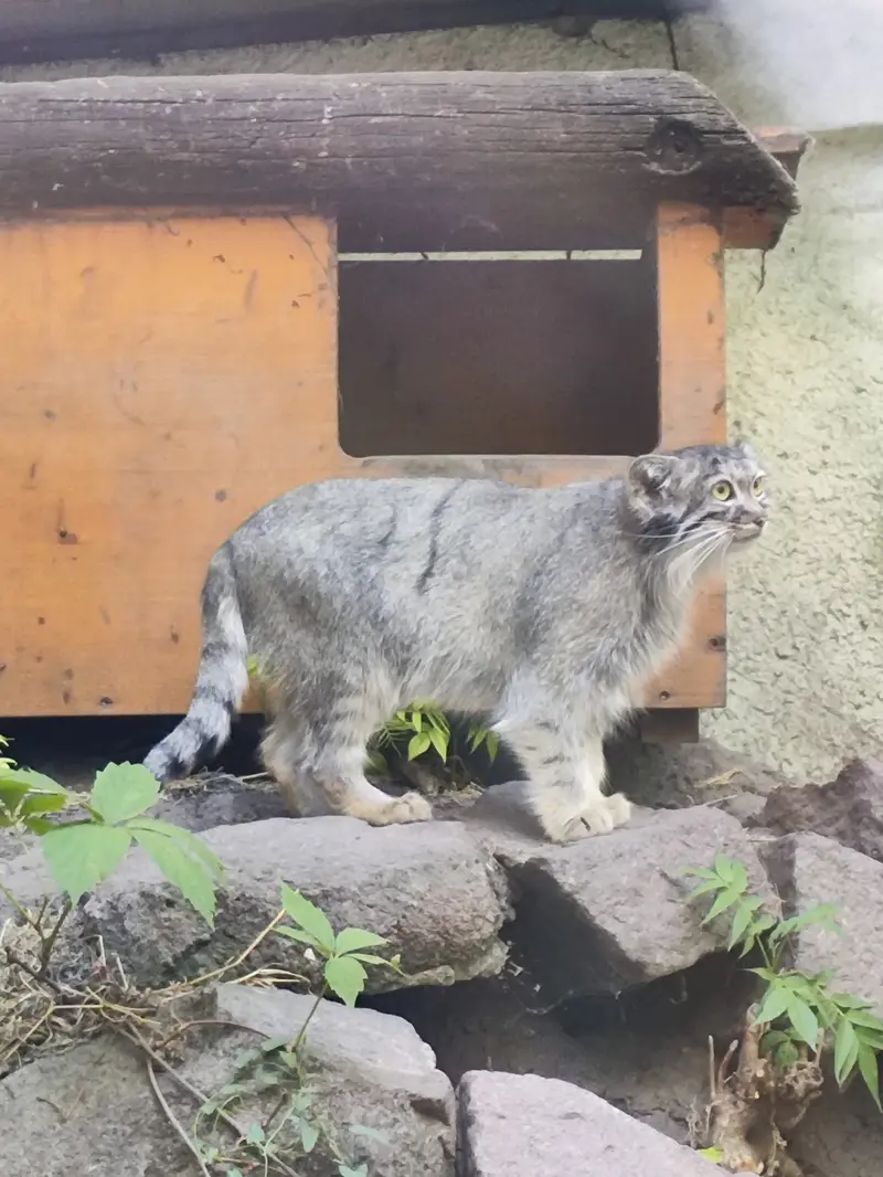 A photograph of Lucy in Budapest Zoo & Botanical Garden