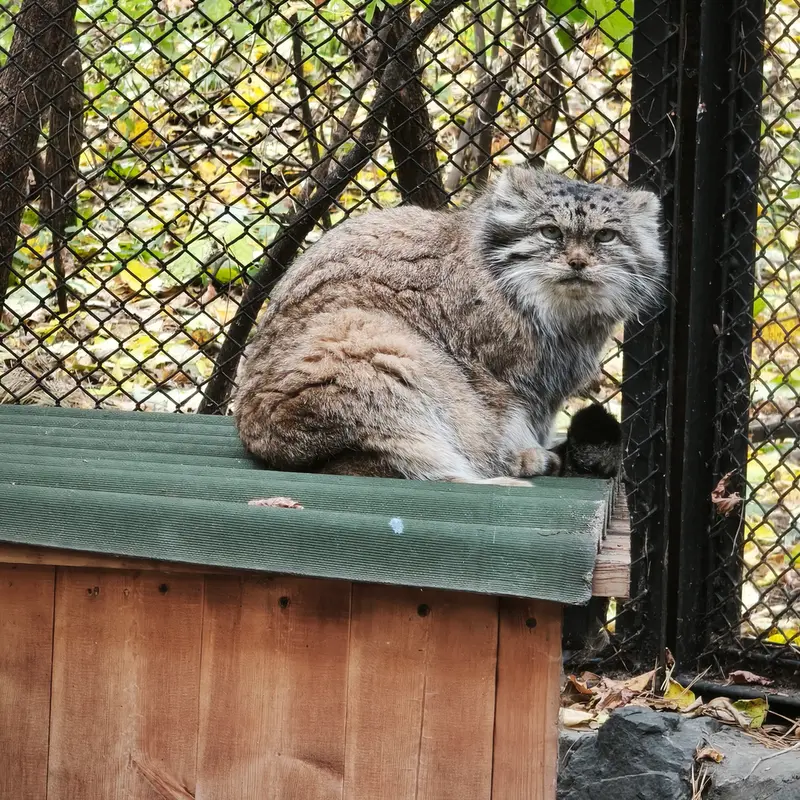 A photograph of Lastochka in Novosibirsk Zoo