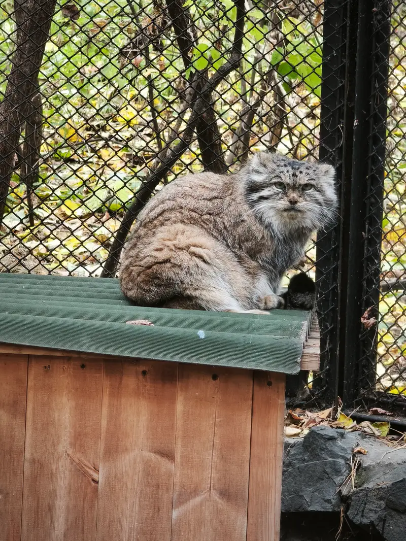 A photograph of Lastochka in Novosibirsk Zoo