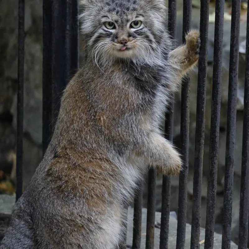 A photograph of Gabi in Novosibirsk Zoo