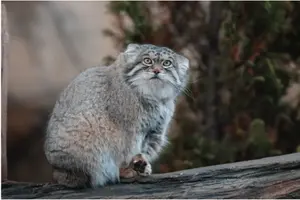 A photograph of a Pallas's cat