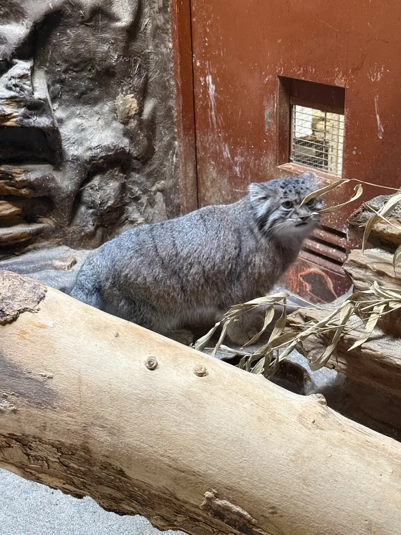 A photograph of Klyon in Ueno Zoological Gardens