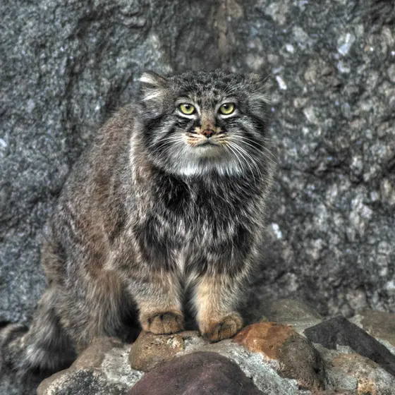 A photograph of Darlay in Moscow zoo