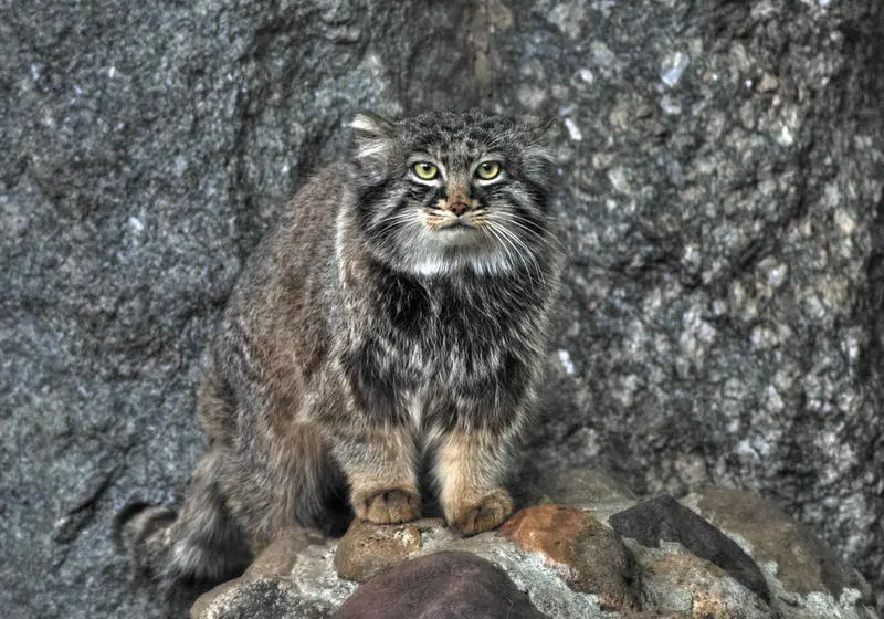 A photograph of Darlay in Moscow zoo