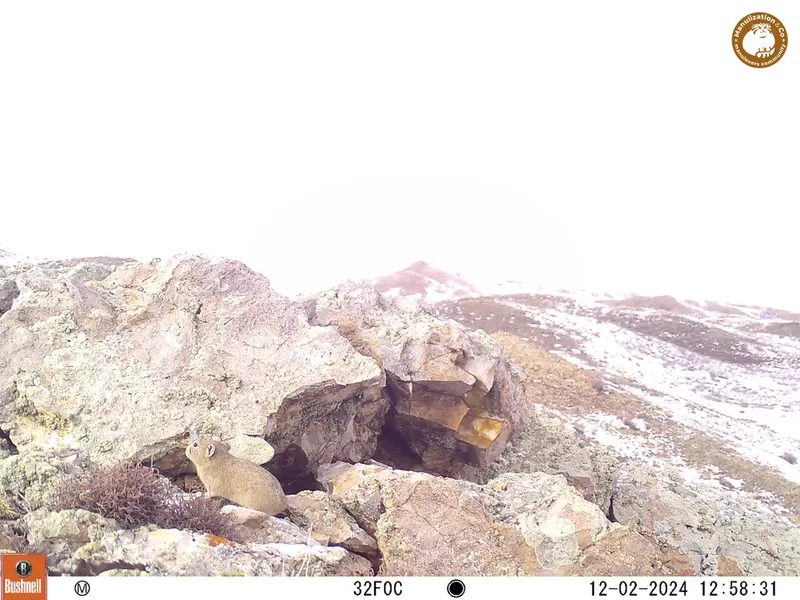 A photograph of Pika from Besshoky 1 camera trap