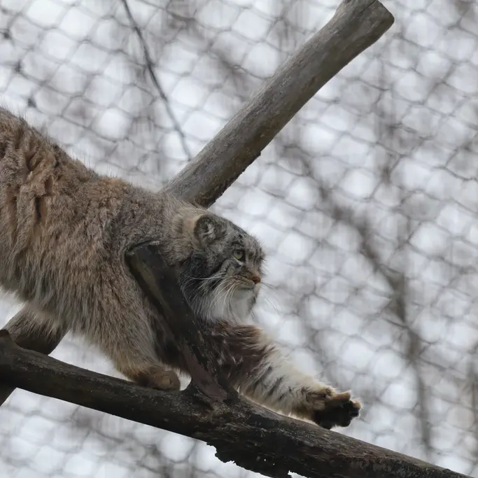 A photograph of a Pallas's cat in Korkeasaari Zoo