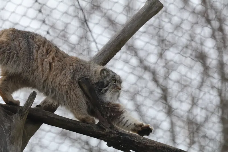 A photograph of a Pallas's cat in Korkeasaari Zoo