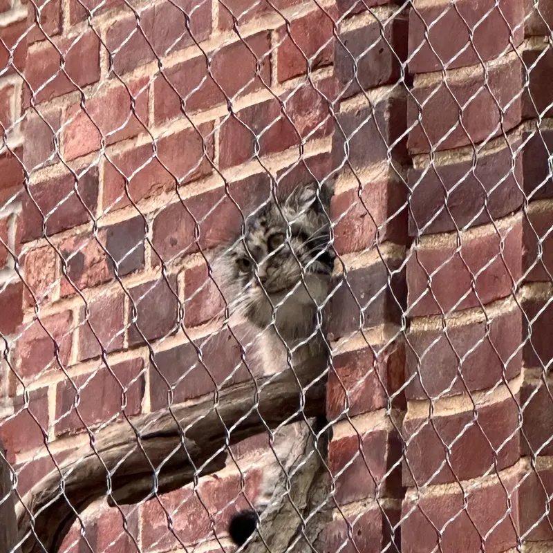 A photograph of a Pallas&#039;s cat in Prospect Park Zoo