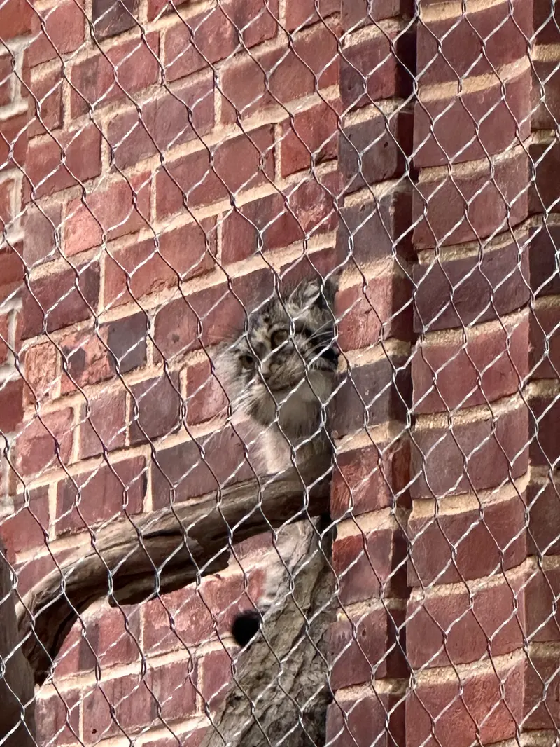 A photograph of a Pallas&#039;s cat in Prospect Park Zoo