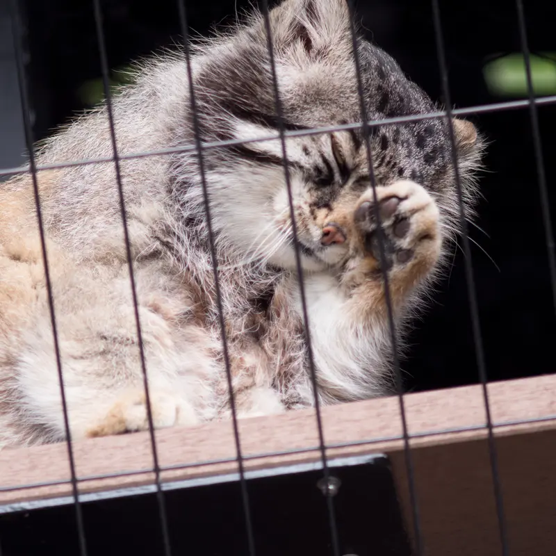 A photograph of Grusha in Asahiyama Zoo