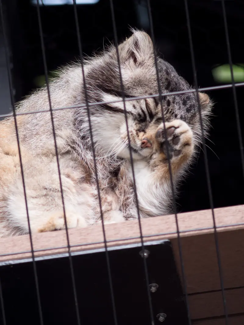 A photograph of Grusha in Asahiyama Zoo