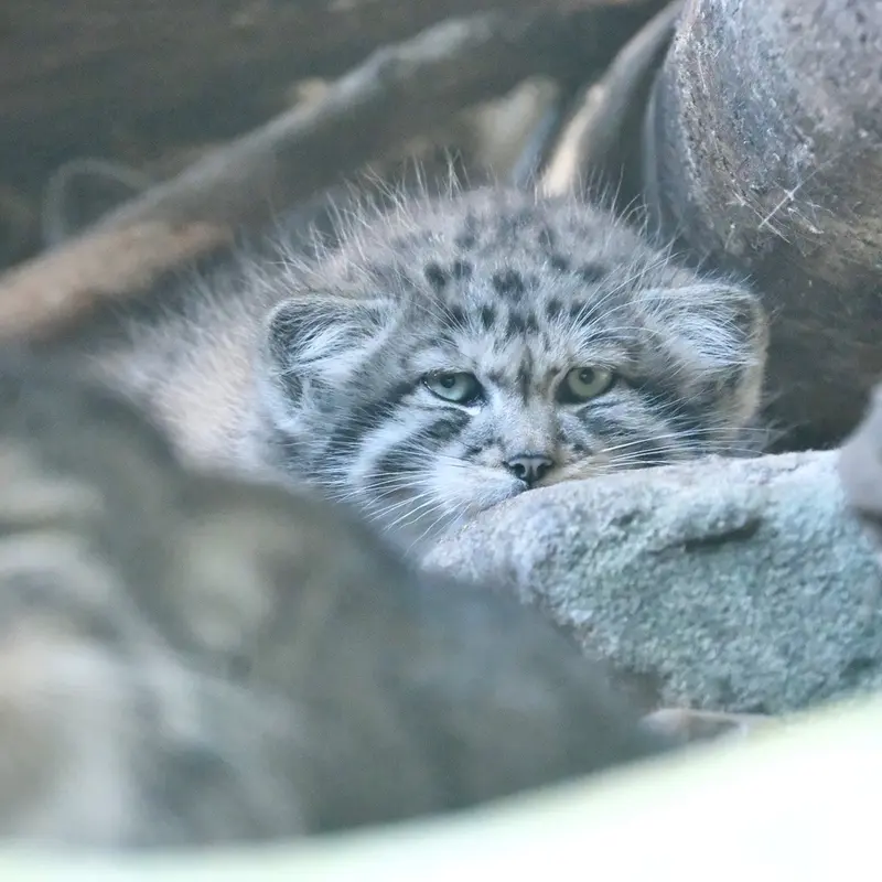 A photograph of a Pallas's cat