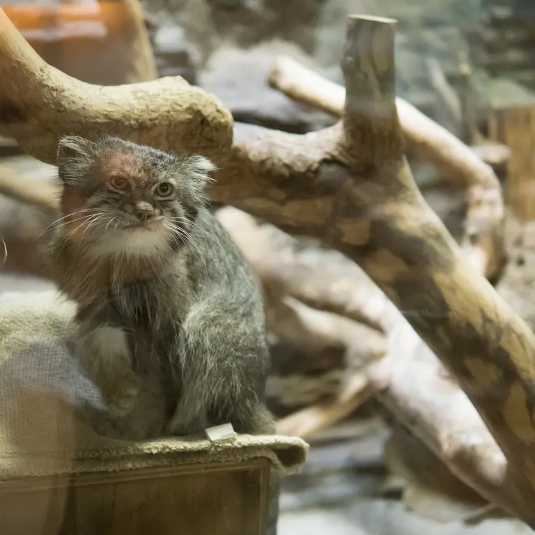 A photograph of Klyon in Ueno Zoological Gardens