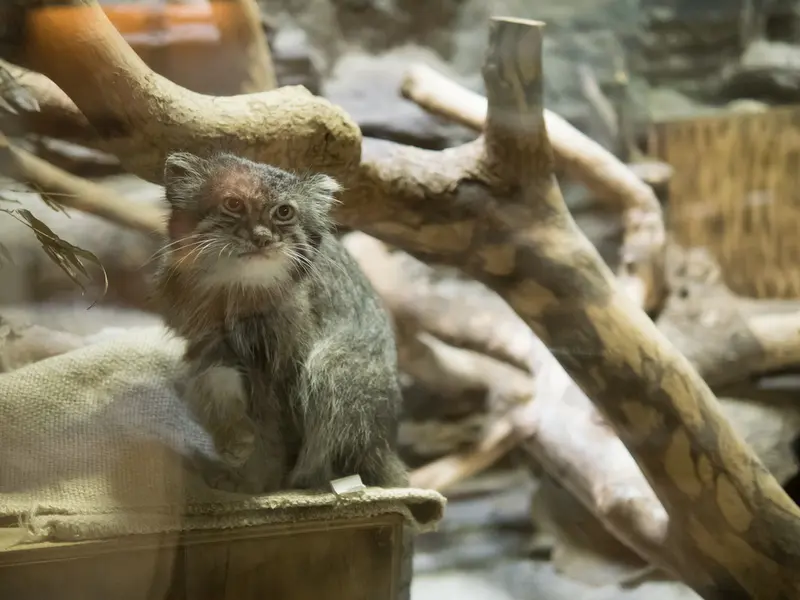 A photograph of Klyon in Ueno Zoological Gardens