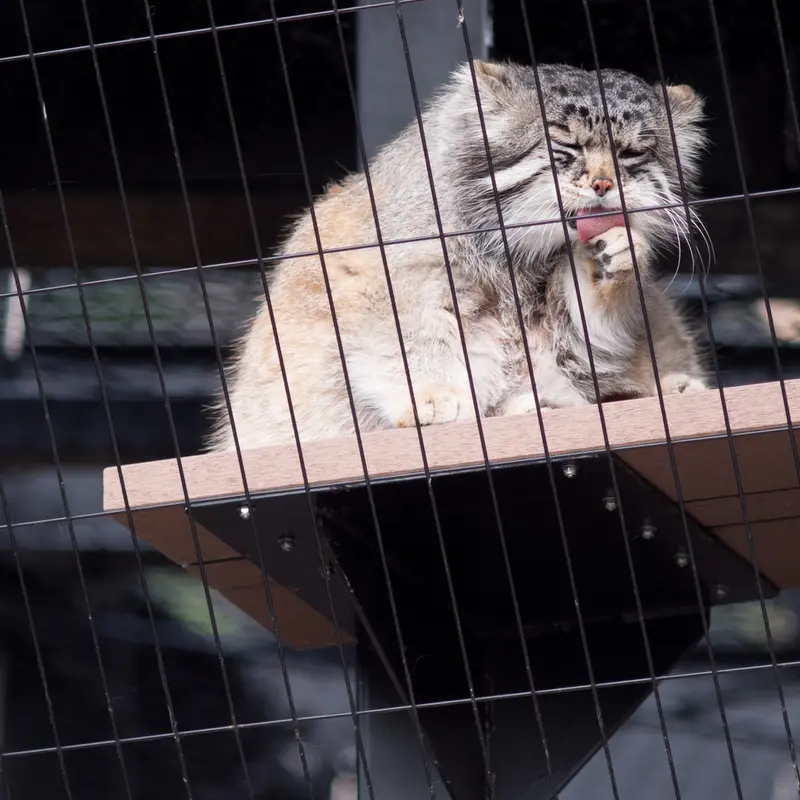 A photograph of Grusha in Asahiyama Zoo