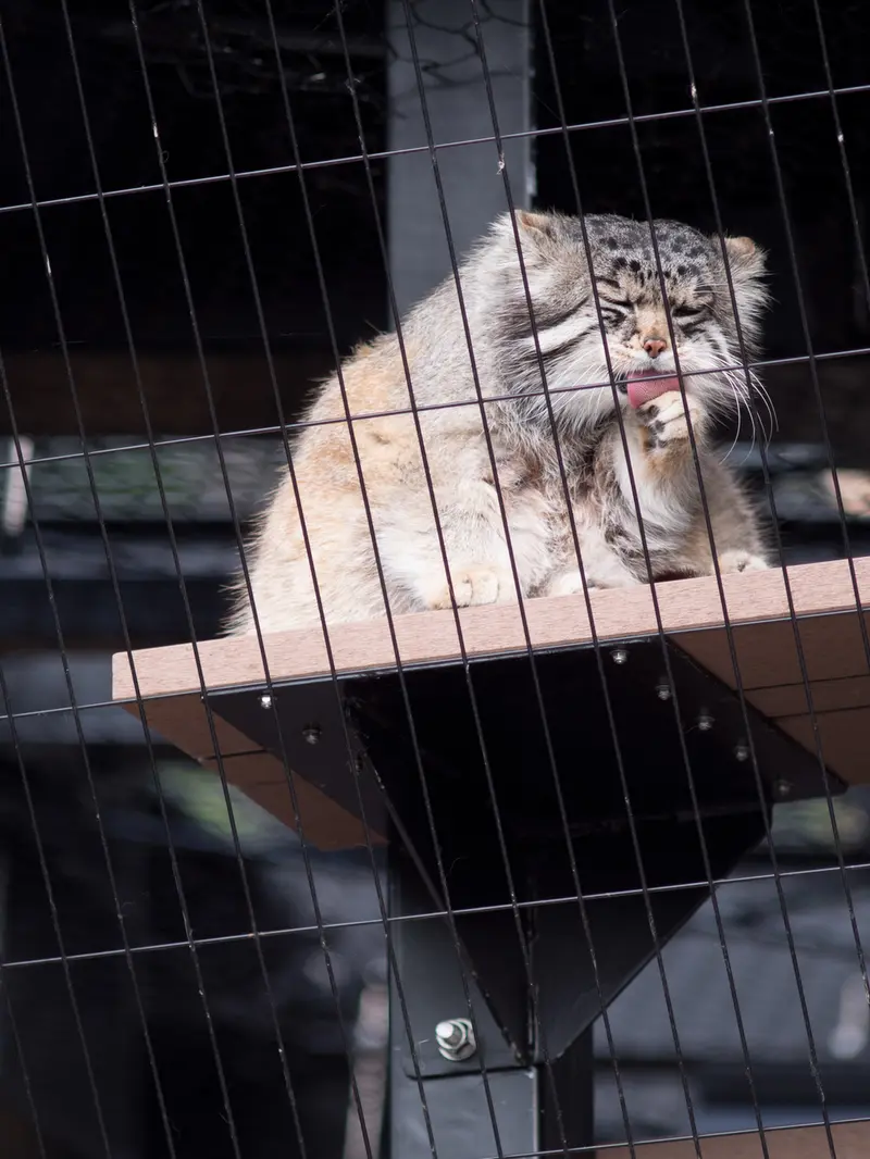 A photograph of Grusha in Asahiyama Zoo