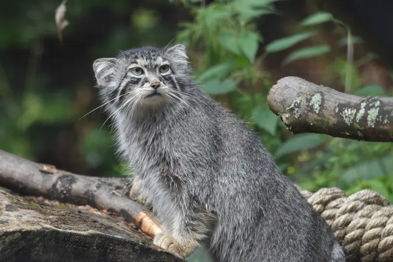 A photograph of Ula in Gdansk Zoo