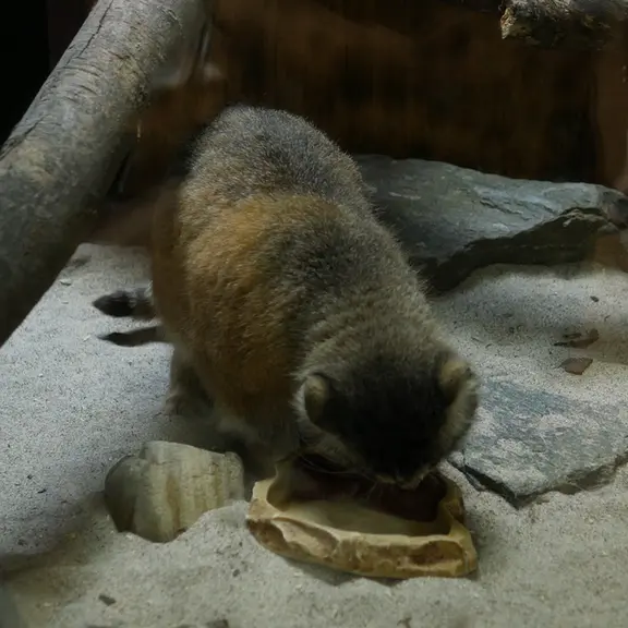 A photograph of a Pallas's cat in Ueno Zoological Gardens