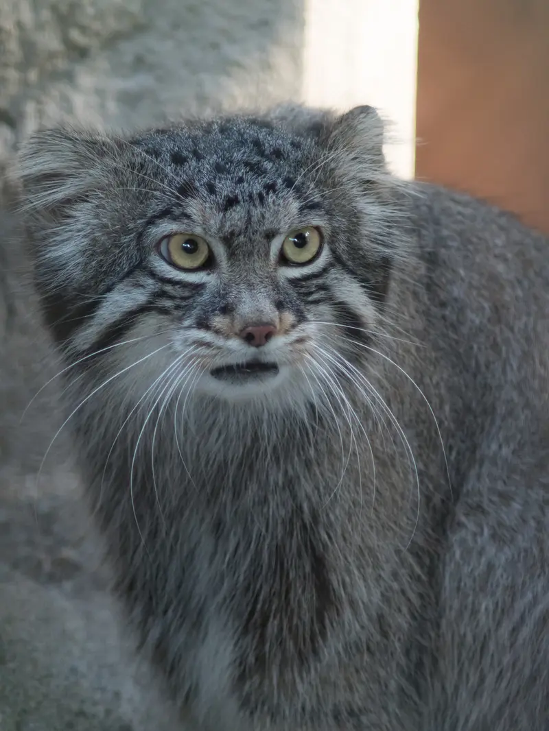A photograph of Figa in Nogeyama Zoo