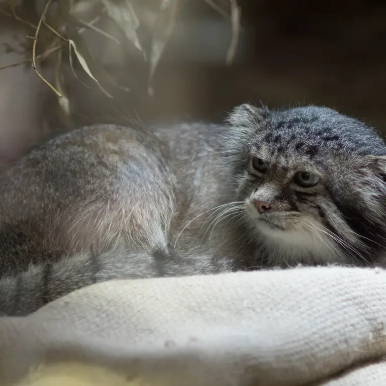 A photograph of Klyon in Ueno Zoological Gardens