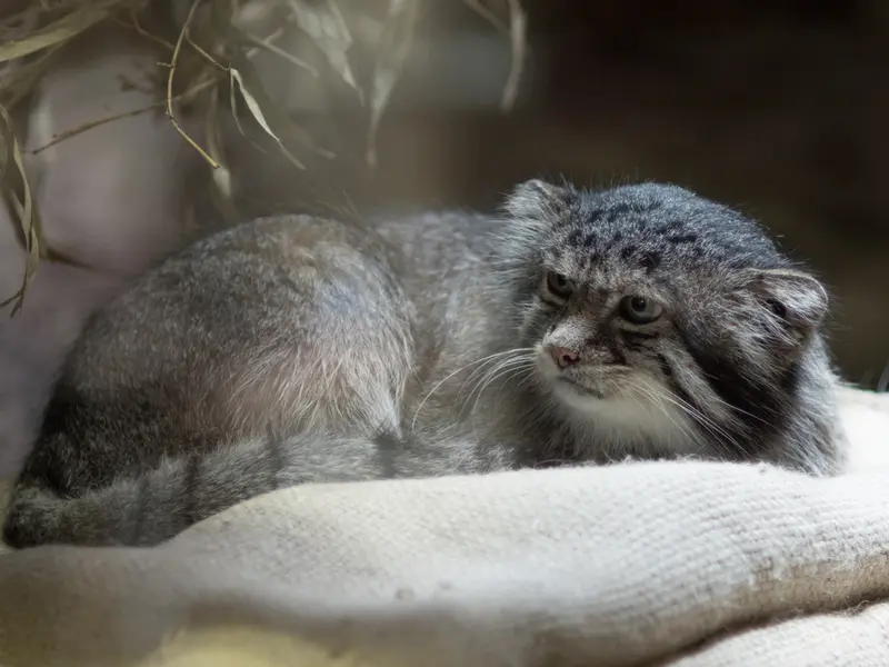 A photograph of Klyon in Ueno Zoological Gardens