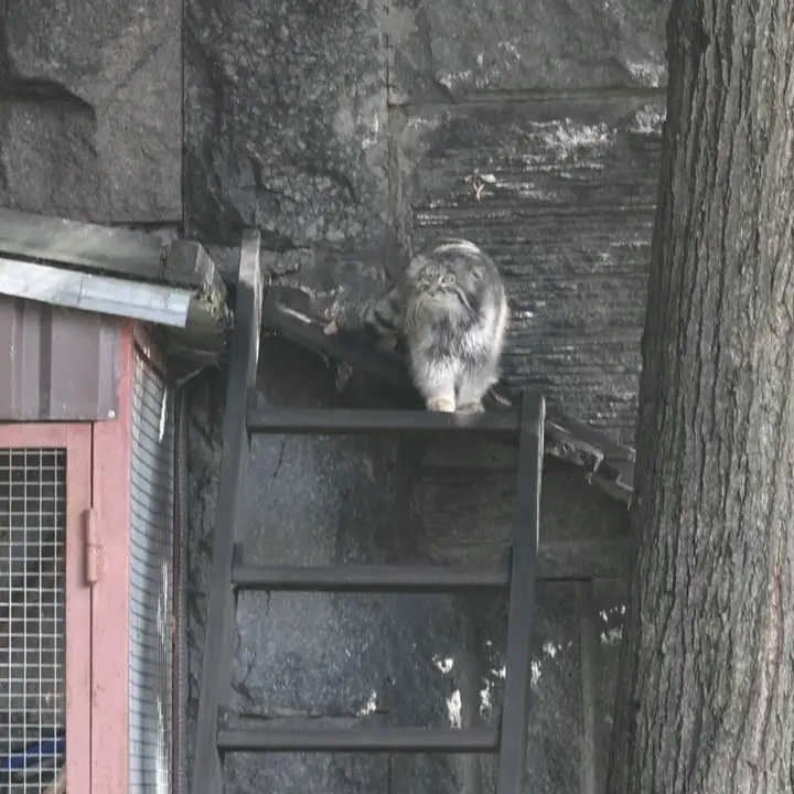 A photograph of a Pallas's cat in Moscow zoo