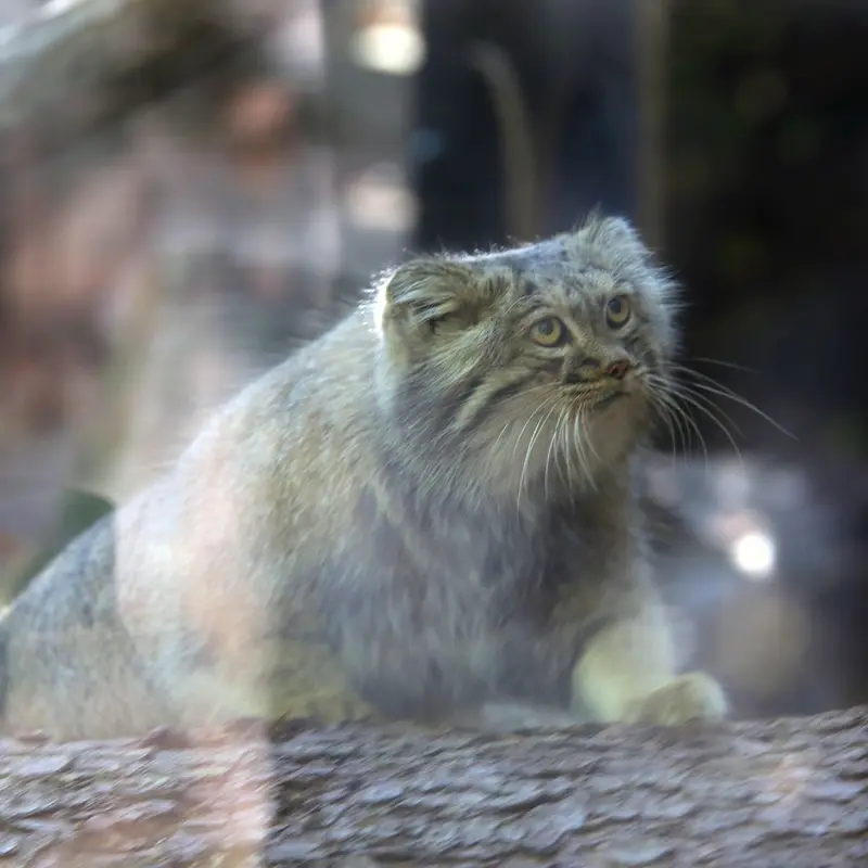 A photograph of Aysen in Košice Zoo