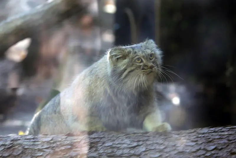 A photograph of Aysen in Košice Zoo