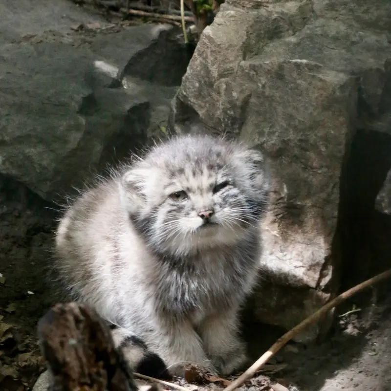 A photograph of Kitten of Lucy b. 2026 Ⅰ in Budapest Zoo & Botanical Garden
