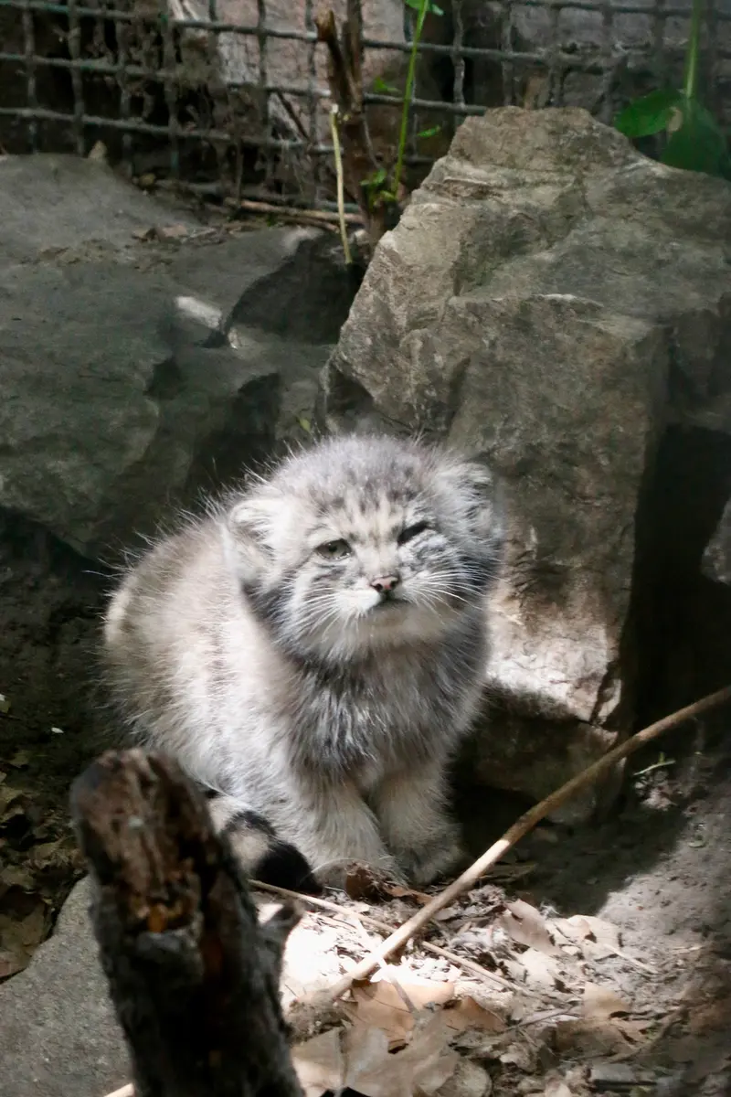 A photograph of Kitten of Lucy b. 2026 Ⅰ in Budapest Zoo & Botanical Garden