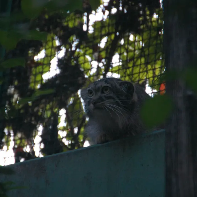 A photograph of Lucy in Budapest Zoo & Botanical Garden