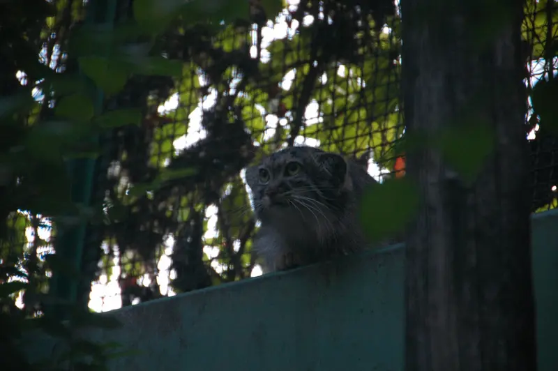 A photograph of Lucy in Budapest Zoo & Botanical Garden